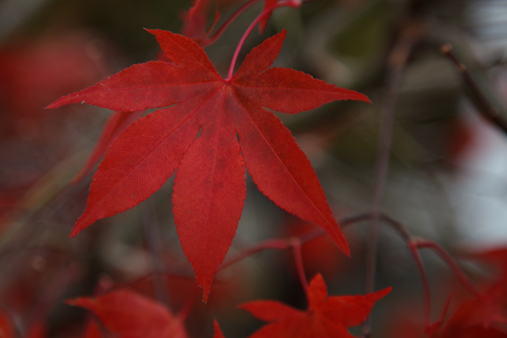 天川　紅葉