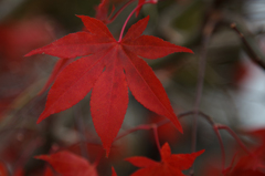天川　紅葉