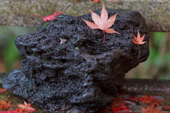 雨上がり　紅葉４