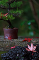 雨上がり　紅葉６