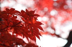 大門寺　紅葉