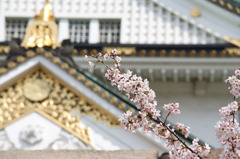 大阪城と桜