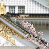 大阪城と桜