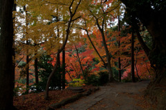 紅葉