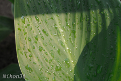 雨上がり９