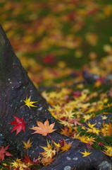 雨上がり　紅葉５