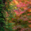 天川の紅葉