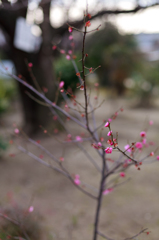 春４