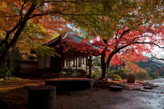 雨上がり　紅葉１