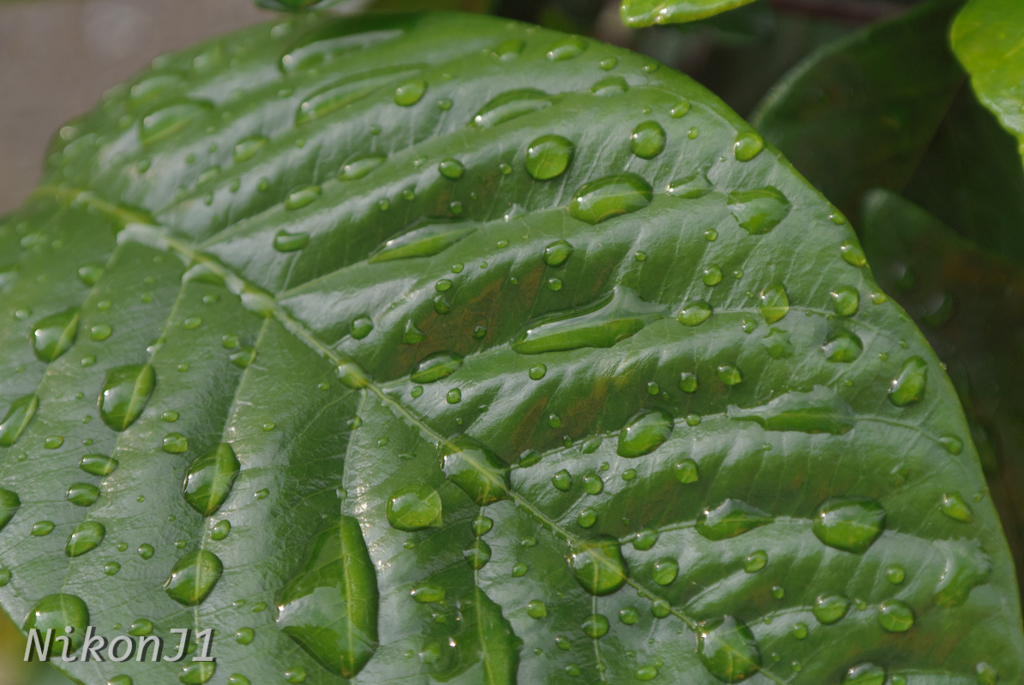 雨上がり４