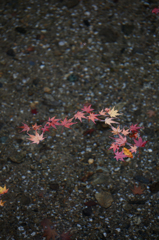 天川の紅葉