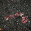 天川の紅葉