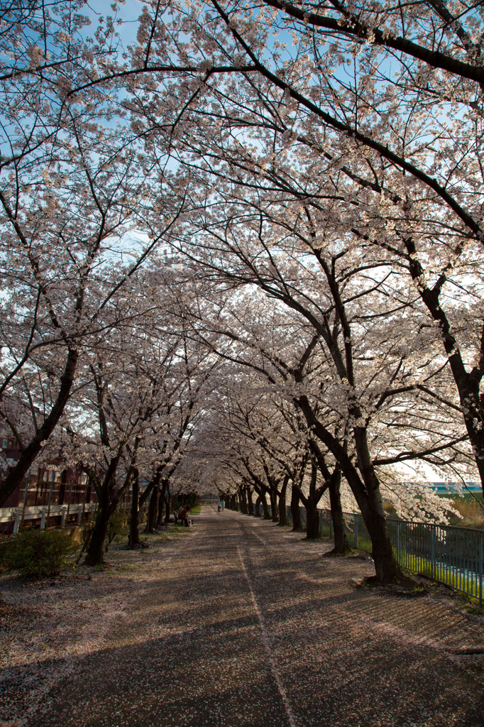 桜並木３