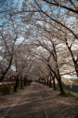 桜並木３
