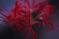 曼珠沙華