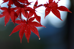 雨上がり　紅葉７