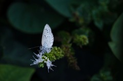 IMG_6120-231