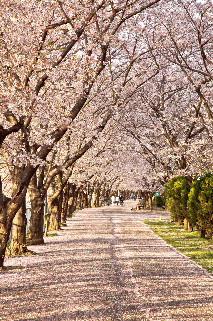 桜並木４