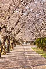 桜並木４