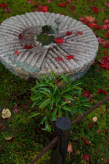 雨上がり　紅葉３