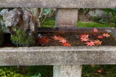 大門寺　紅葉