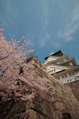 大阪城と桜