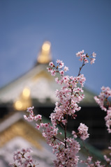 大阪城と桜