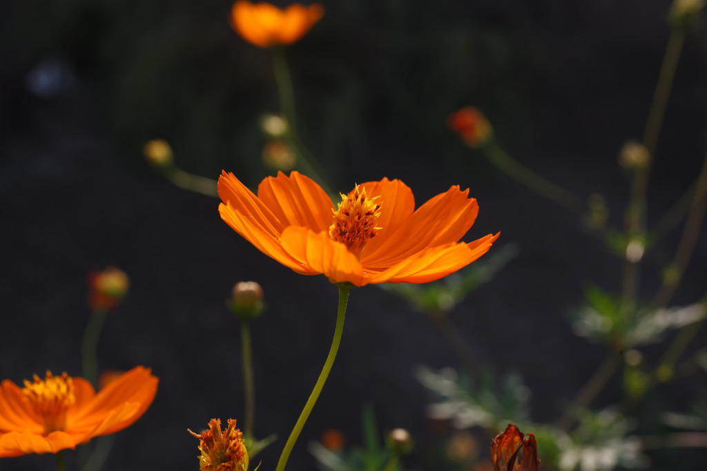 IMG_6165-235