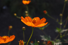 IMG_6165-235