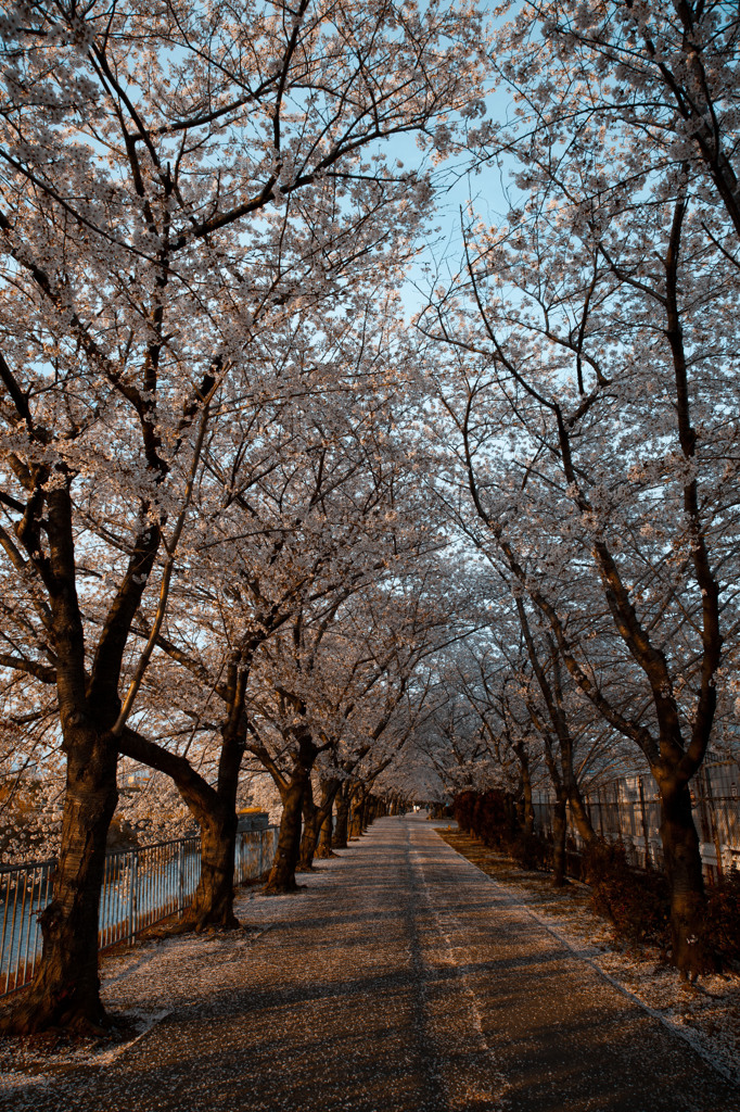 桜並木１