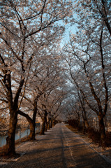 桜並木１