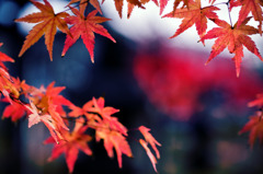 紅葉