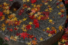 雨上がり　紅葉２