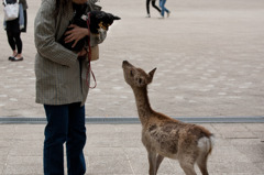 愛犬と鹿ｉｎ宮島