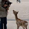 愛犬と鹿ｉｎ宮島