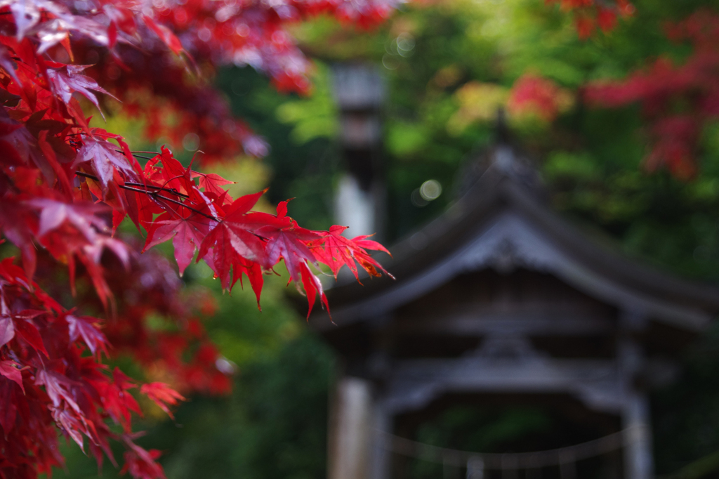 但馬國　養父神社