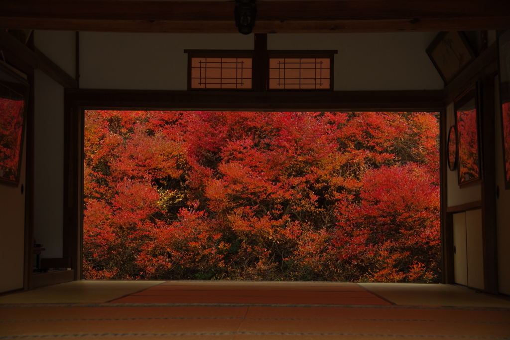 紅葉　豊岡市但東町／安国寺