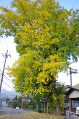 大銀杏／出石町荒木