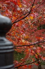 兵庫県養父市／養父神社　ほ