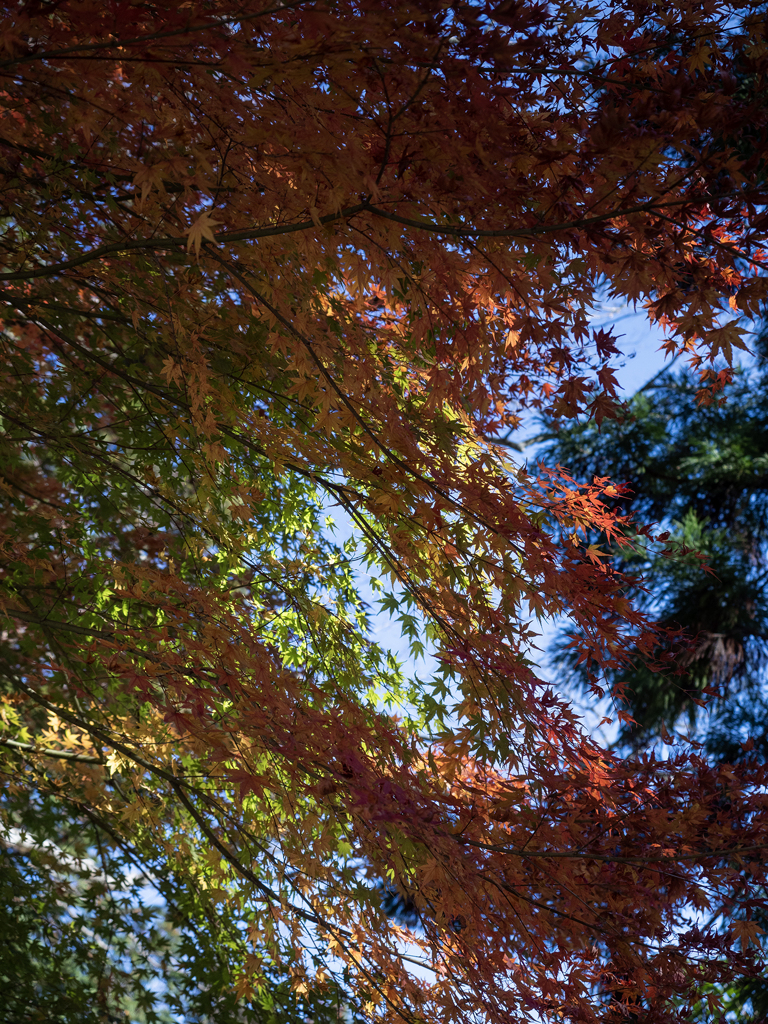 紅葉