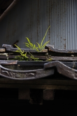 ご近所散歩写真