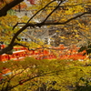 兵庫県養父市／養父神社　り