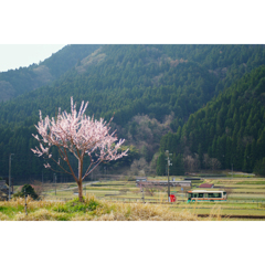 春