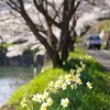 春爛漫