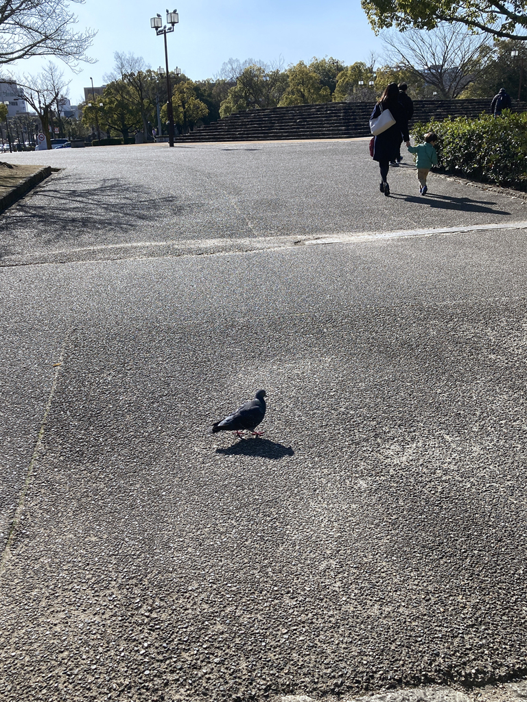 Candid"HATO"