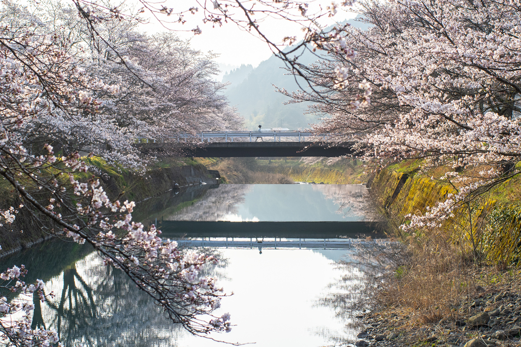 さくら 歩く人