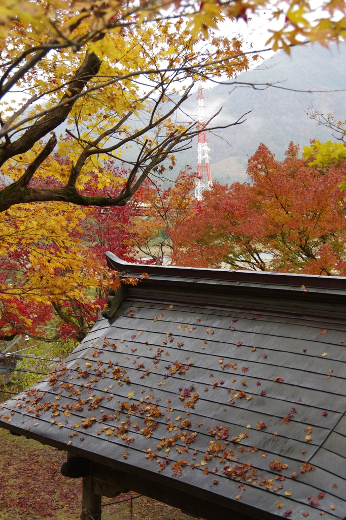 兵庫県養父市／養父神社　ち