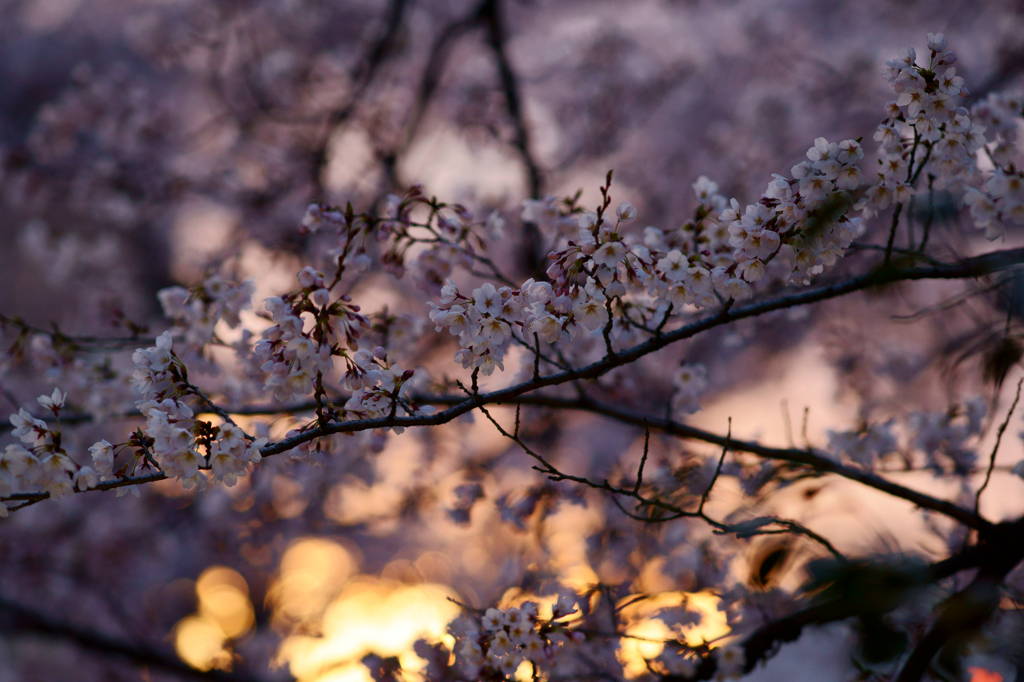 夕香桜