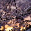 夕香桜