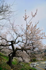 北部の梅桜